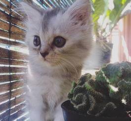 猫咪不能吃国产粮吗视频,国产猫粮真的不能吃吗？