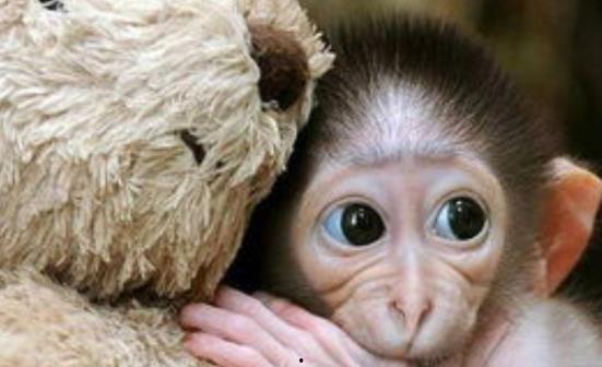 国产猴子大事件视频播放,视频播放背后的火爆现象解析